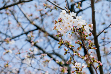 桜