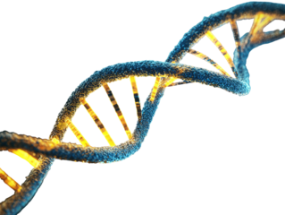 A stylized DNA double helix