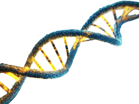 A stylized DNA double helix