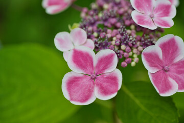 白い縁取りのある美しい赤紫色の紫陽花の花