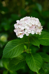 淡いピンク色の美しい紫陽花の花,