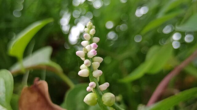 Basella alba flowers blooming among lush green bush, showing delicate white-pink blossoms of the Malabar spinach plant in natural setting