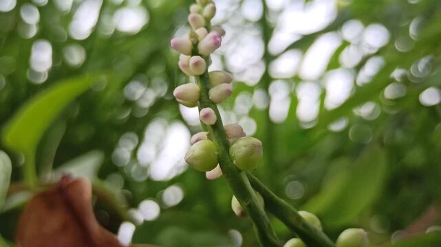 Basella alba flowers blooming among lush green bush, showing delicate white-pink blossoms of the Malabar spinach plant in natural setting