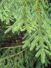 Spruce tree branches in natural outdoor setting with textured background