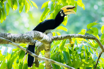 Oriental Pied Hornbill  on a branch in nature