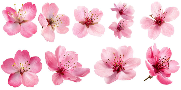 collection pink sakura flowers isolated on white