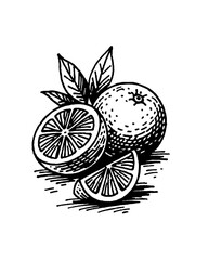 Oranges fruit illustration 