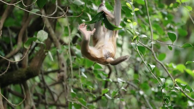 Playful baby monkey hanging upside down from tree branch in forest.