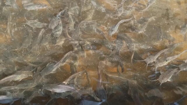 Catfish being transferred to a clean pond after maintenance, showing aquaculture process and freshwater fish farming activity.