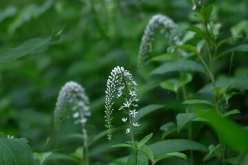 優美な曲線を描く花穂