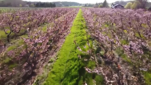 Aerial View of a Spring Orchard with Pink Blossoms