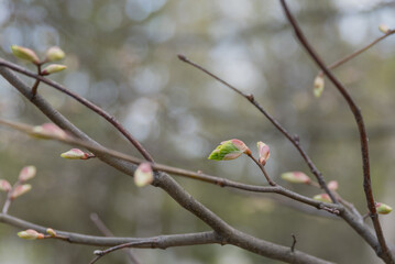 Macro of a horse-chestnut (aesculus hippocastanum) sprout under the warm spring sun