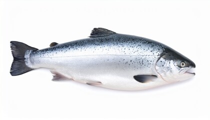 Obraz premium Fresh whole Atlantic salmon fish isolated on a clean white background studio shot