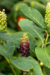 Fruchtstand einer asiatischen Kermesbeere, Nahaufnahme