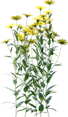 Transparent flower, plant, isolated, white, pink, nature, green, leaf, floral, purple, bloom, flowers, spring, white background, flora, blossom, petal, stem, summer, natural, bouquet, botanical