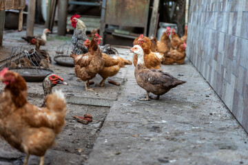 Chickens and Duck in Farmyard