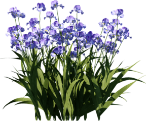 Transparent flower, plant, isolated, white, pink, nature, green, leaf, floral, purple, bloom, flowers, spring, white background, flora, blossom, petal, stem, summer, natural, bouquet, botanical