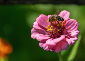 A bee pollinates pink garden flower