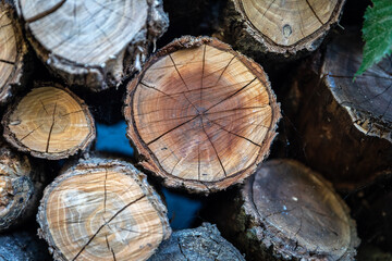 Stacked Tree Trunk Logs