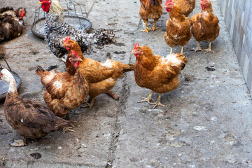 Group of Chickens Outdoors