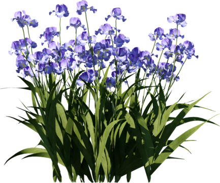 Transparent flower, plant, isolated, white, pink, nature, green, leaf, floral, purple, bloom, flowers, spring, white background, flora, blossom, petal, stem, summer, natural, bouquet, botanical