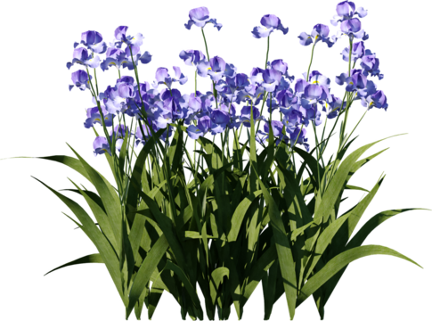 Transparent flower, plant, isolated, white, pink, nature, green, leaf, floral, purple, bloom, flowers, spring, white background, flora, blossom, petal, stem, summer, natural, bouquet, botanical