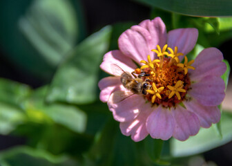 A bee pollinates pink garden flower
