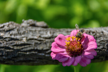 A bee pollinates pink garden flower