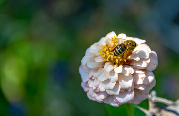 A bee pollinates white garden flower