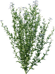 Transparent flower, plant, isolated, white, pink, nature, green, leaf, floral, purple, bloom, flowers, spring, white background, flora, blossom, petal, stem, summer, natural, bouquet, botanical