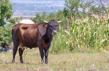 Brown dairy cow during free grazing