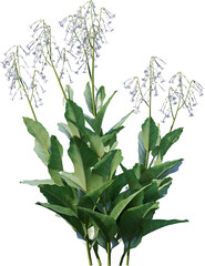 Transparent flower, plant, isolated, white, pink, nature, green, leaf, floral, purple, bloom, flowers, spring, white background, flora, blossom, petal, stem, summer, natural, bouquet, botanical