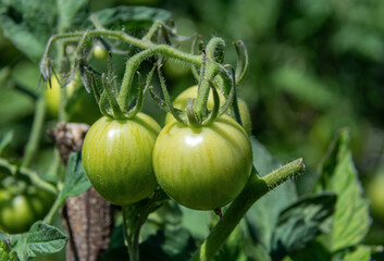 Growing yellow, orange and red variegated tomatoes