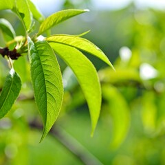 Fresh green peach leaves on branch