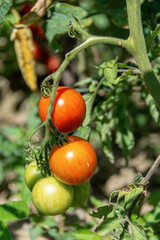Growing yellow, orange and red variegated tomatoes