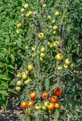 Growing yellow, orange and red variegated tomatoes