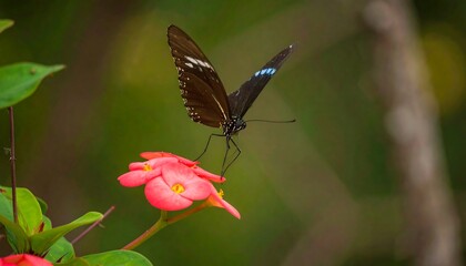 Fototapeta premium Butterfly on a vibrant pink flower