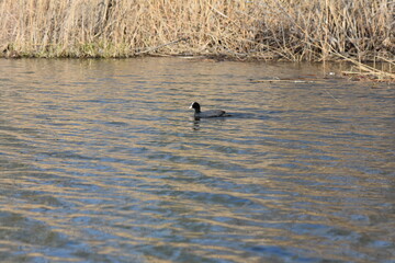 Black coot water bird on the lake in early spring