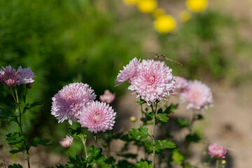 Pink chrysanthemum flowers autumn floral bouquet concept