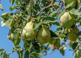 Quince tree with fruits ready to be harvested