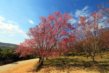 View of nature and flower on the road at Pho lom lo 