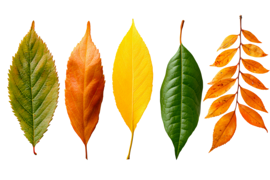 Colorful leaves showcasing autumn natures palette