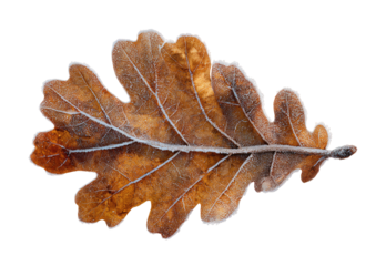 Close-up of an autumnal oak leaf