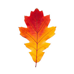 Obraz premium Vibrant Autumn Oak Leaf with Red Orange and Yellow Color Gradient, Isolated on Transparent Background