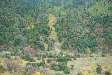 Golden forests surround serene alpine lakes, reflecting clouds Pudacuo National Park, Yunnan, China, Shangri-La, lake