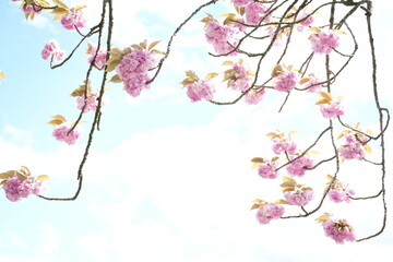 cherry blossom background
