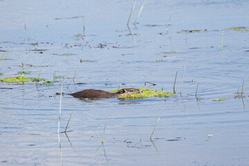 Nutria eats its way through the green algae on the water's surface, Nutria swims between reeds and algae, brown fur of the Nutria, blue lake, rodent in the pond, Myocastor coypus