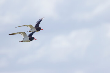 Two oystercatchers in flight, two oystercatchers flying in sync, cloudy sky and two oystercatchers flying away, Haematopus ostralegus, red beak