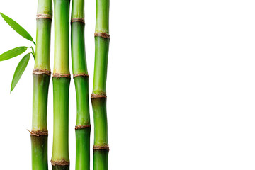 Fototapeta premium Close-up of vibrant green bamboo stalks with leaves