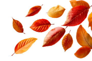 Colorful autumn leaves falling gracefully